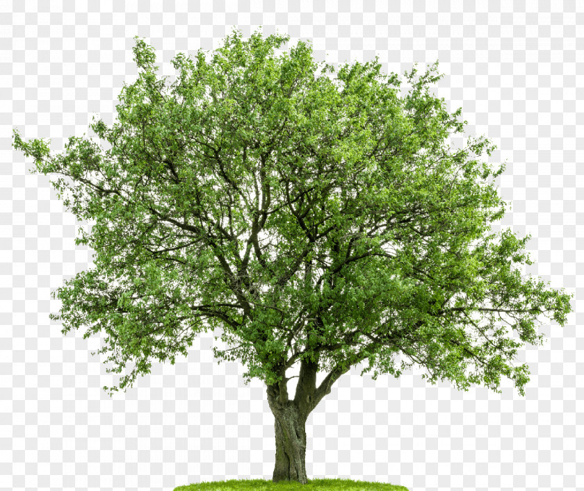Detailed Tree Deciduous Stock Photography Oak PNG