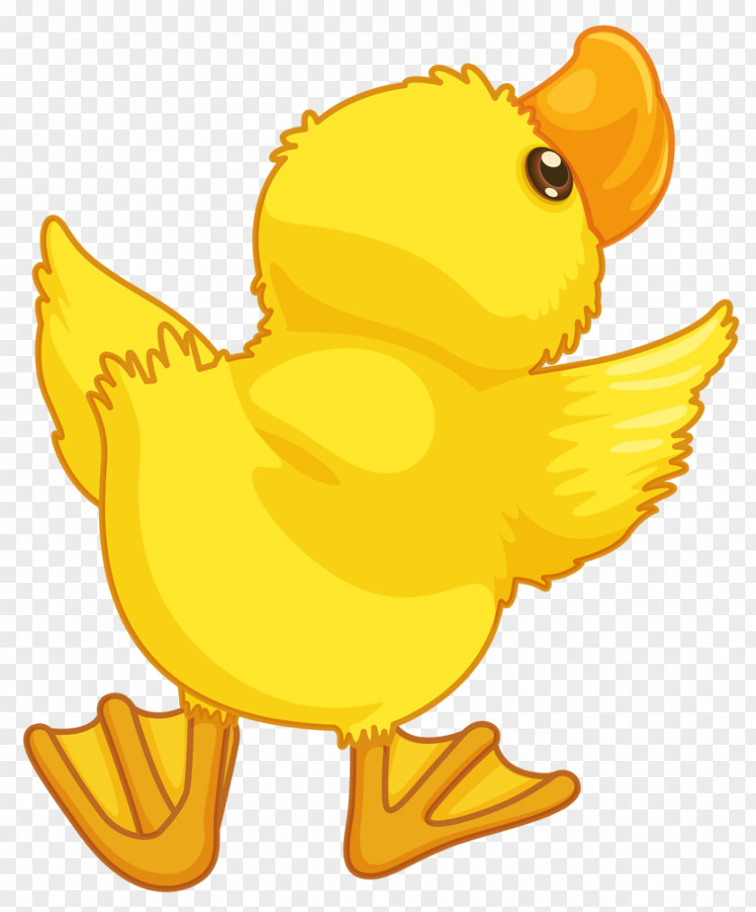 Duckling Baby Ducks Cartoon PNG