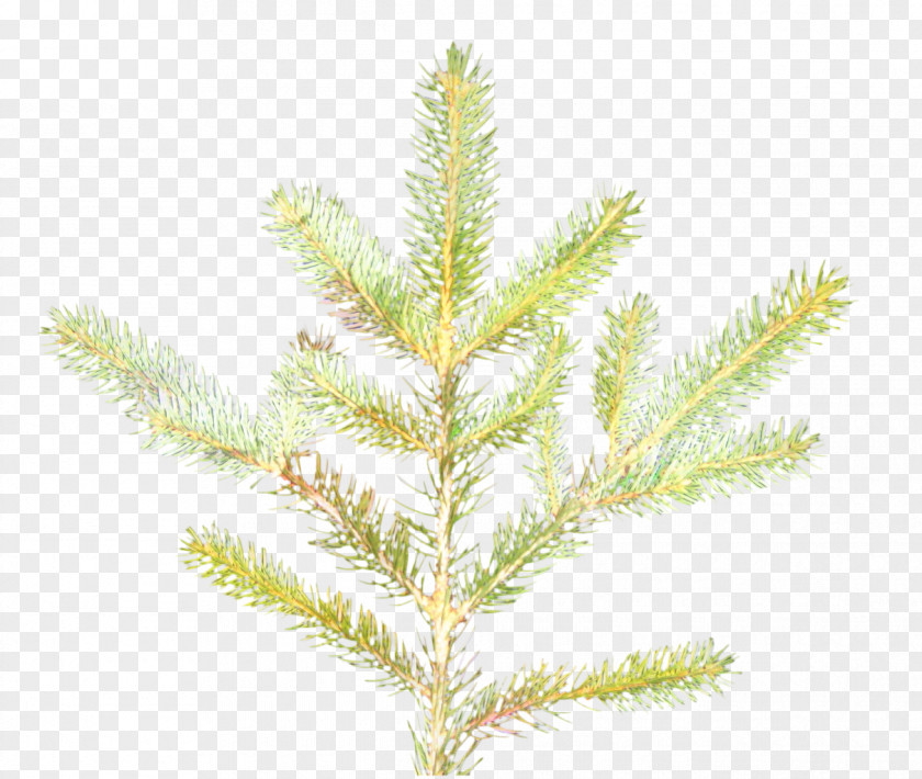 Western Yellow Pine Plant Stem Christmas Black And White PNG