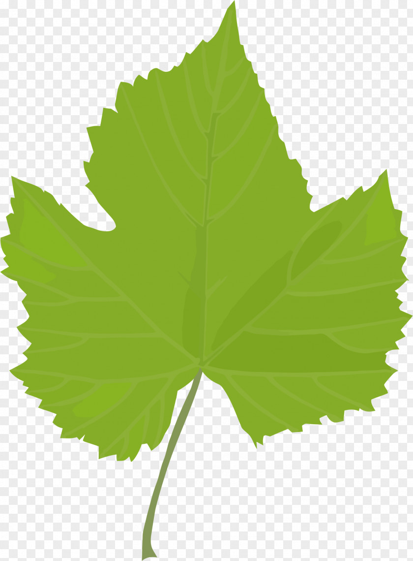 Green Leaves Potted Buckle Common Grape Vine Dolma Vitis Californica PNG