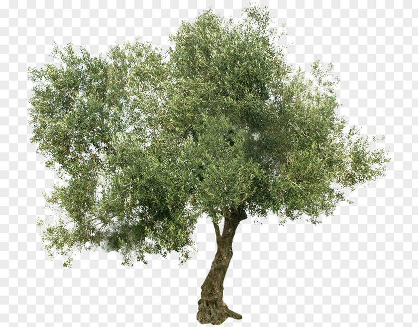 Olive Stock Photography Greek Cuisine Tree Mediterranean Basin PNG