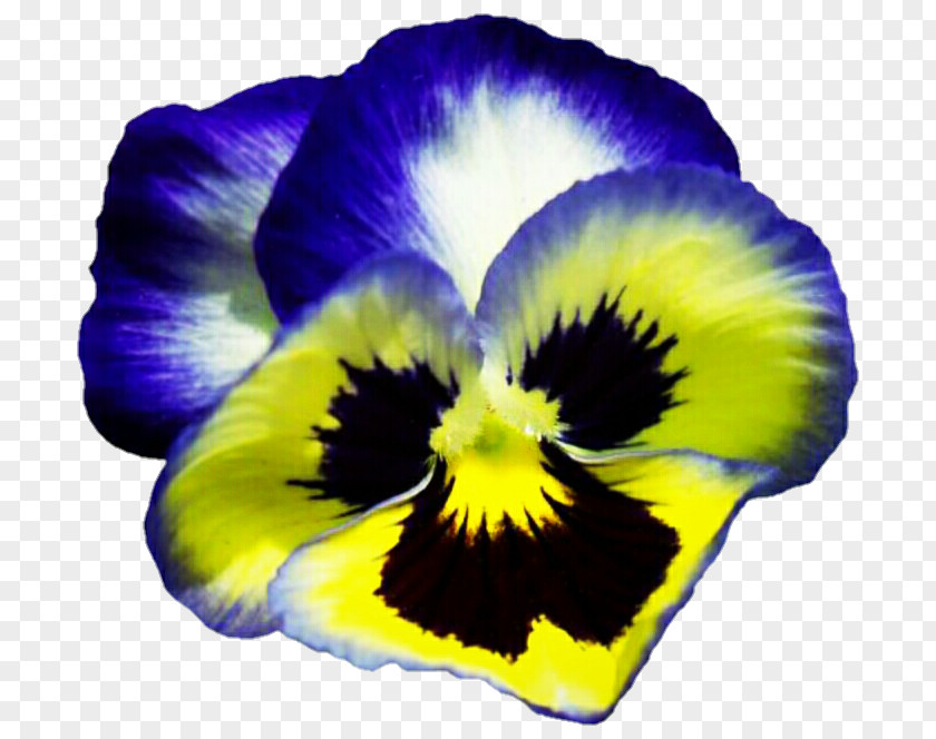 Pansy Viola Pedunculata Yellow Flower Plant PNG