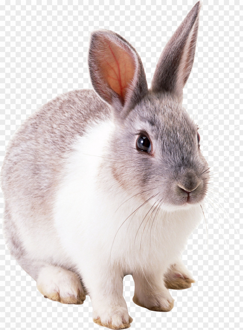 Rabbit Image White PNG