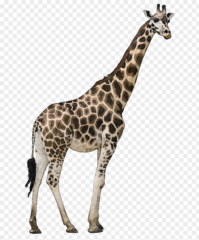 Reticulated Giraffe Stock Photography Masai Ruminant Even-toed Ungulate PNG