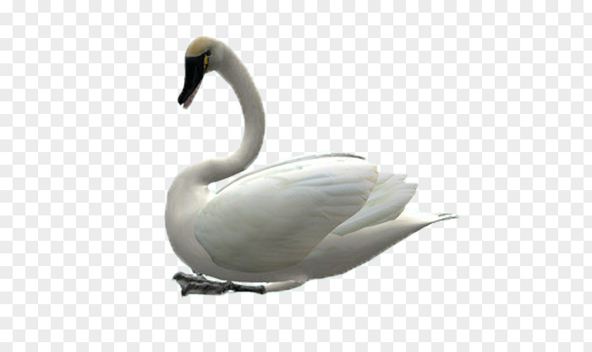 Swan Cygnini Goose Clip Art PNG