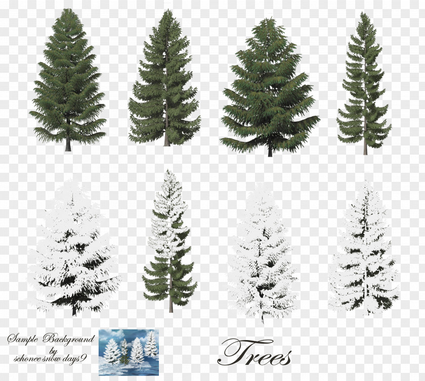 Tree Fir Conifers Clip Art PNG