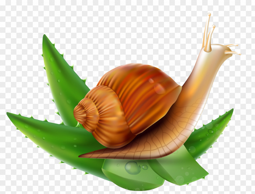 Aloe Snail Vector Orthogastropoda PNG