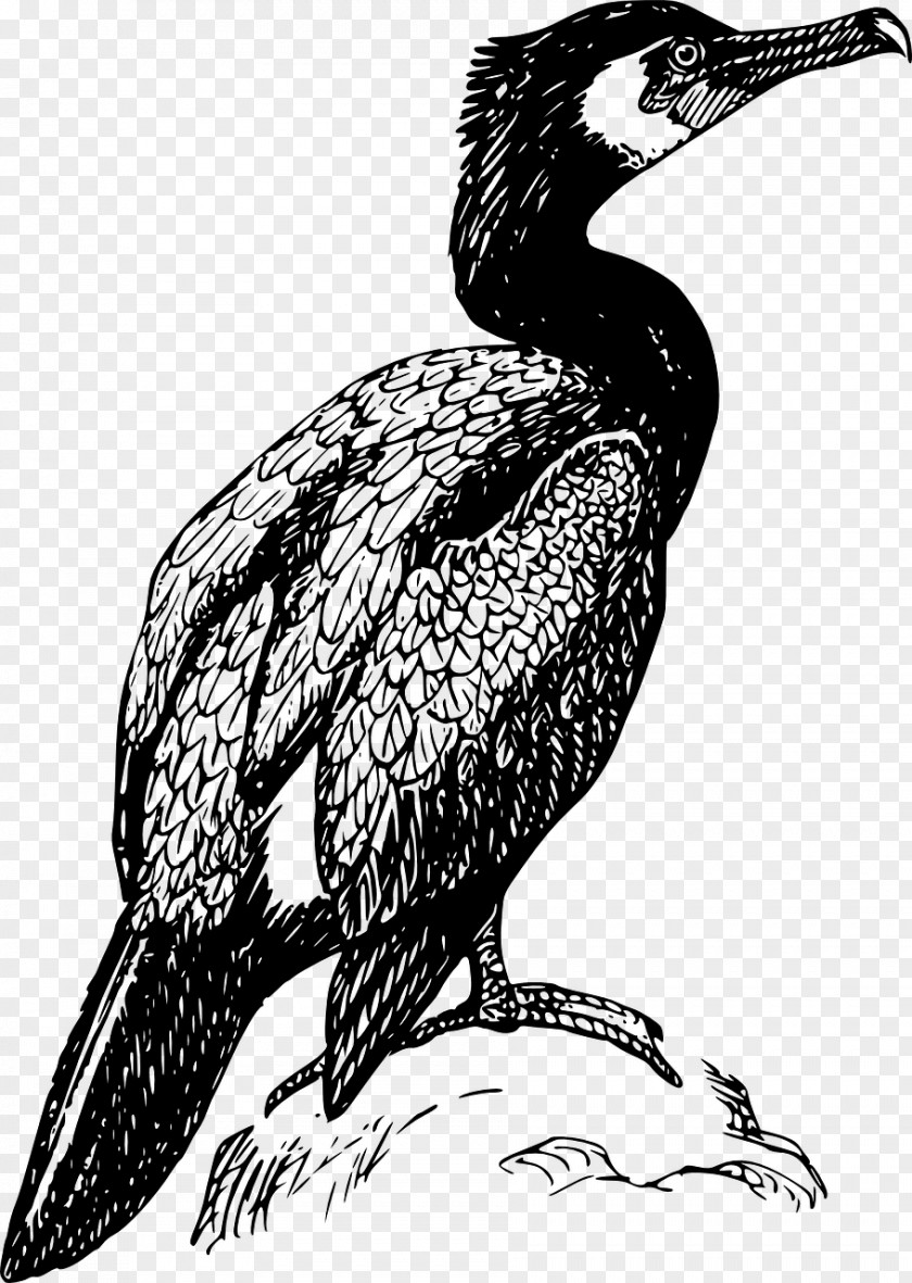 Bird Double-crested Cormorant Drawing Clip Art PNG