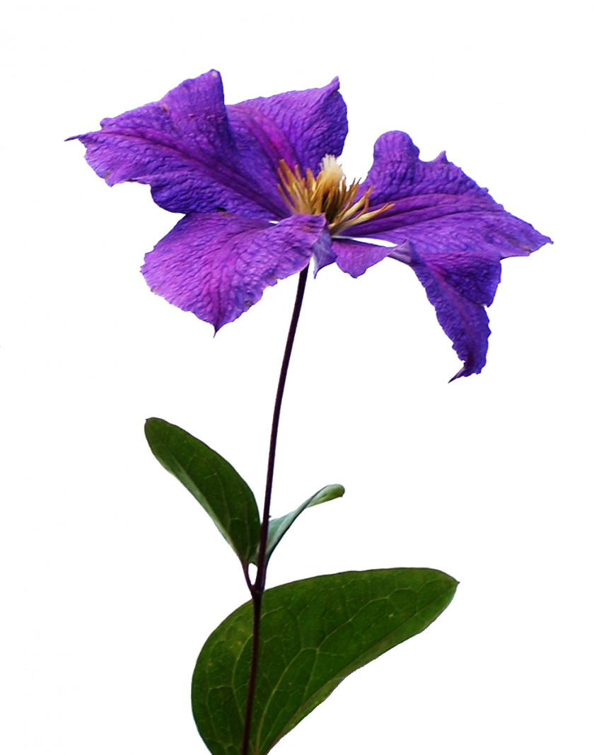 Clematis Bach Flower Remedies Viticella PNG