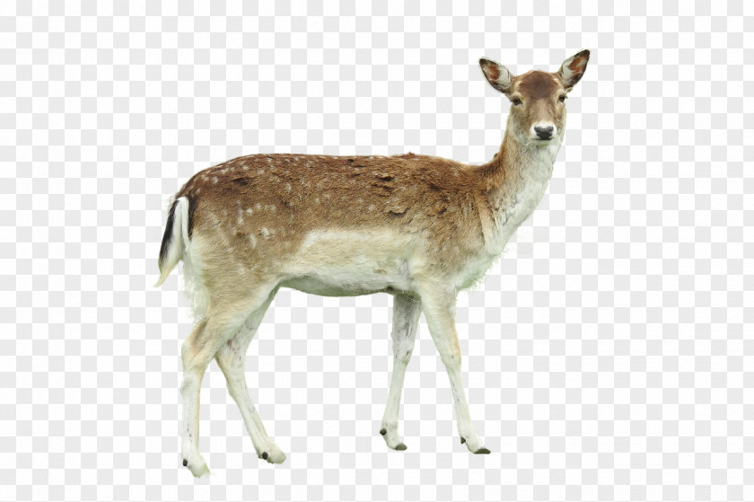 Deer White-tailed Roe Image Photograph PNG