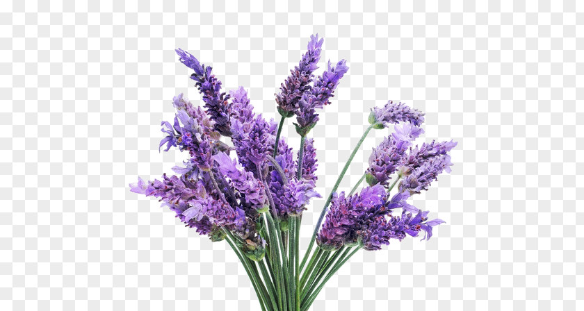 Lavender Dream PNG dream clipart PNG