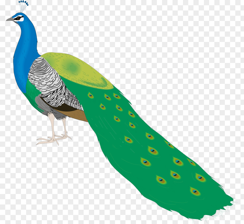 Pretty Peacock Bird Peafowl Clip Art PNG