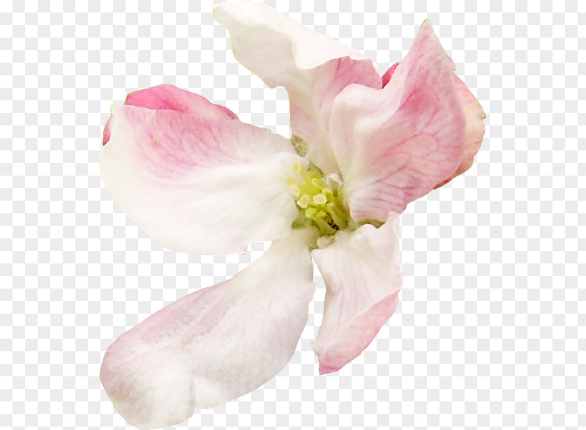 Flower Petal Cut Flowers Mallows Pink M PNG