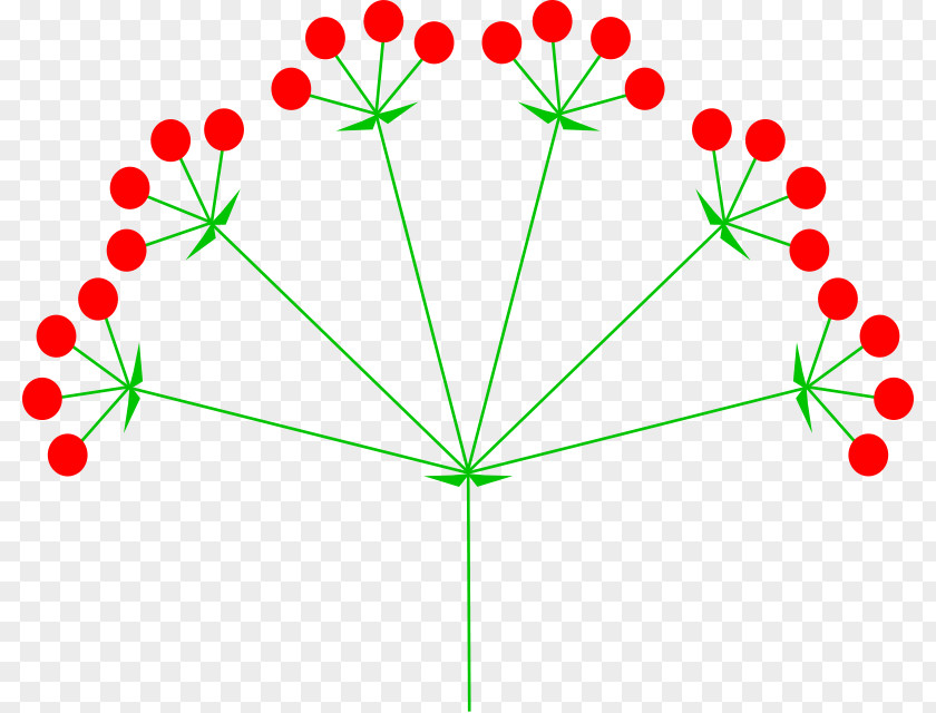 Flower Umbel Inflorescence Corymb Raceme PNG