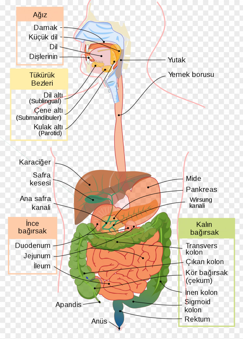 Health Gastrointestinal Tract Digestion Human Digestive System Large Intestine Medicine PNG