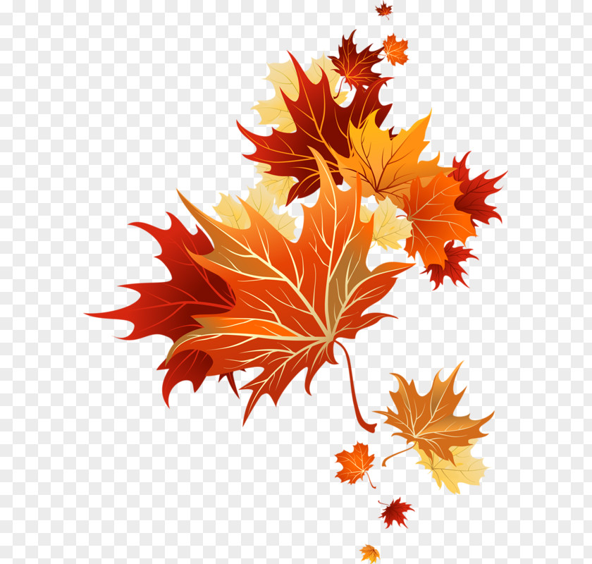 Maple Leaf Art Autumn Clip PNG