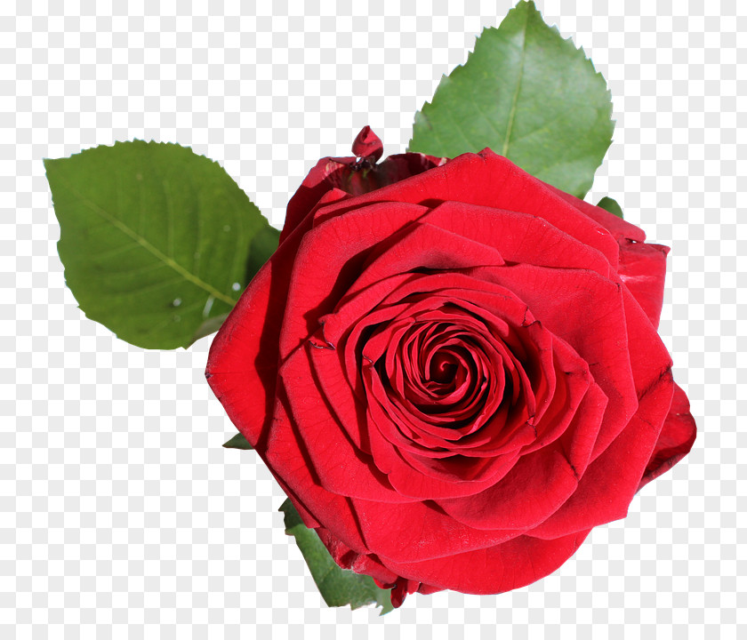 Red Rose China Beach Garden Roses Cabbage Gift PNG