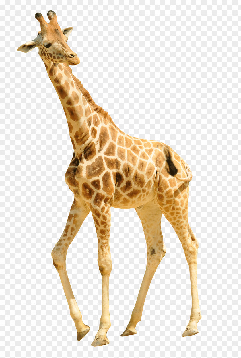 Walking Giraffe Cheetah Animal Lion Antelope PNG