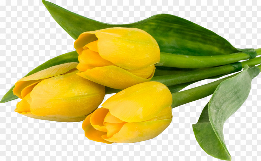0 2 1 Tulip Yellow Zheltie Tyul'pany Flower Color PNG