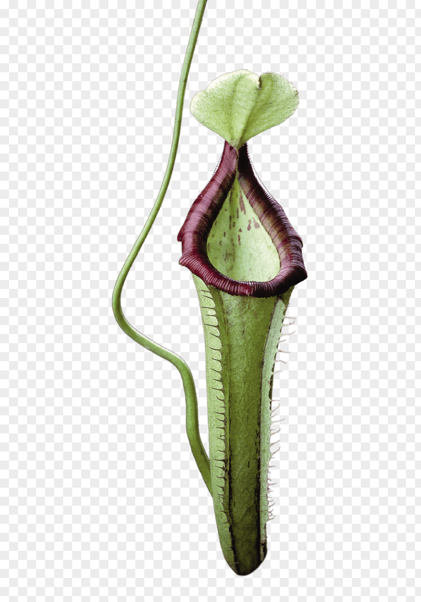 Alismatales Anthurium Drawing Of Family PNG