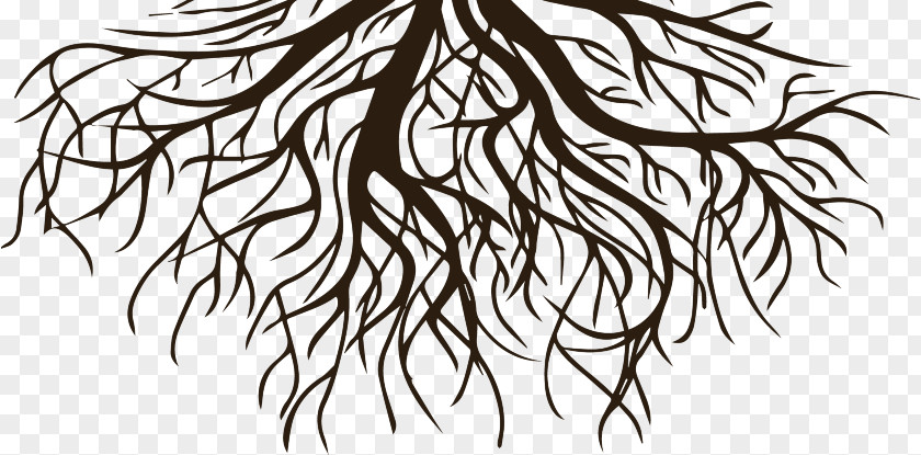 Black And White Roots Drawing Clip Art Root Vector Graphics Tree PNG