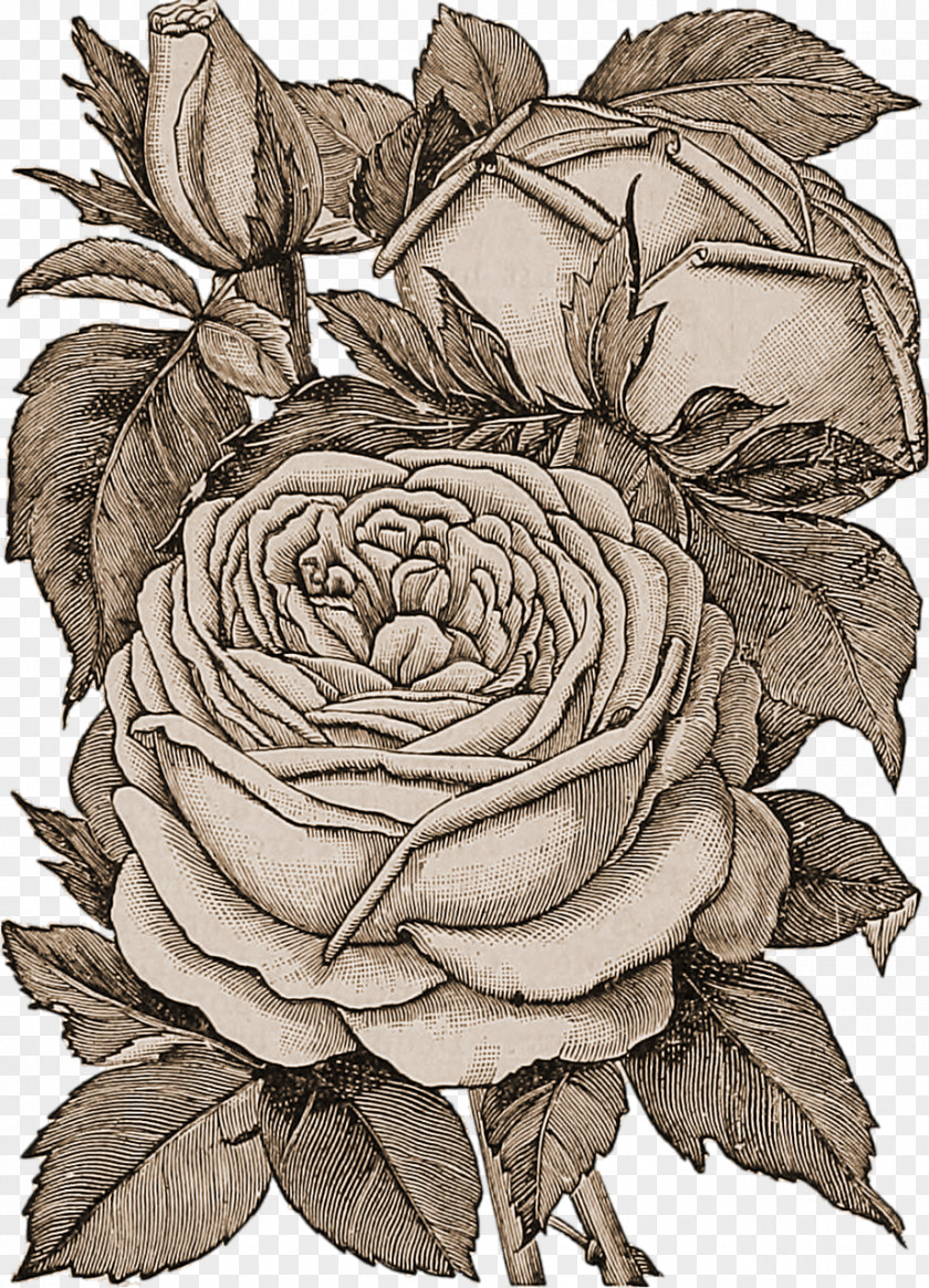 Drawing Rose Pencil Flower Bouquet Floral Design PNG