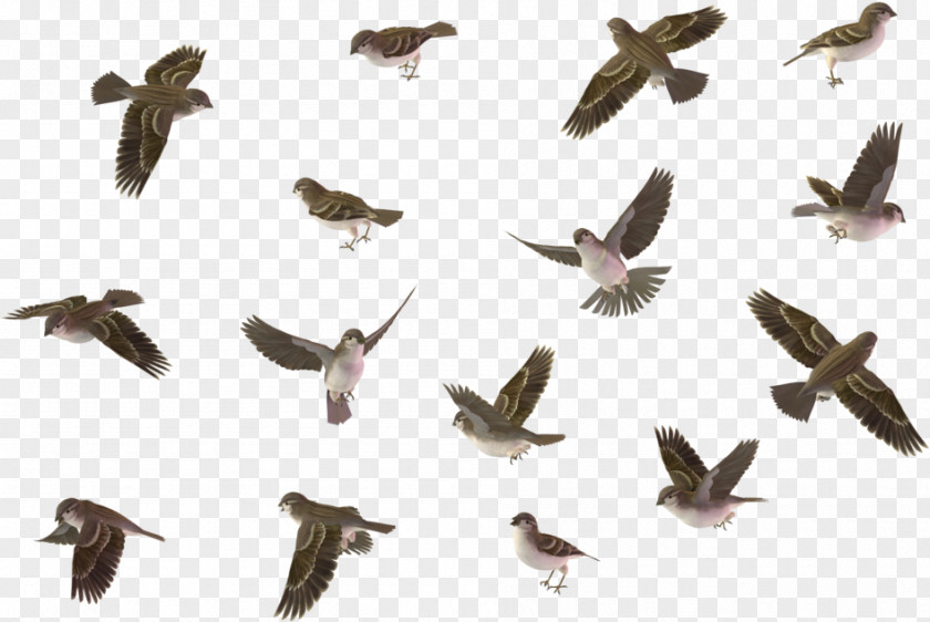Falconiformes Beak Bird Animal Migration Flock Pigeons And Doves PNG