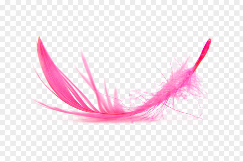 Feather Download PNG