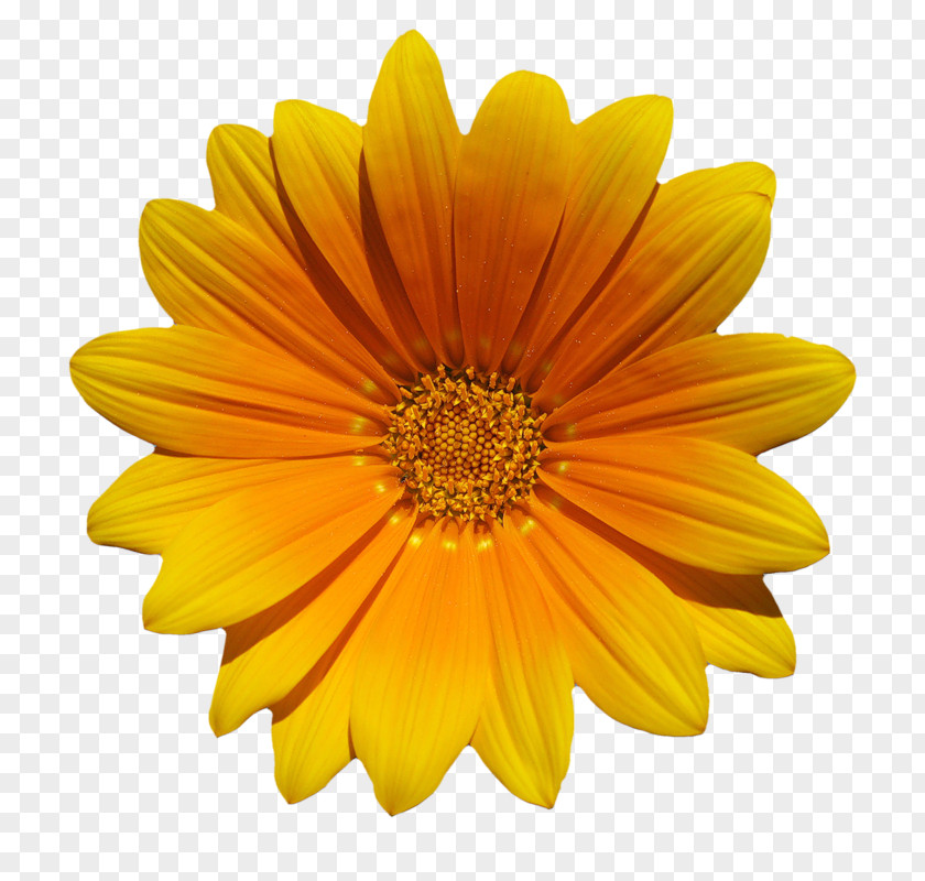 Flower Download Common Daisy PNG
