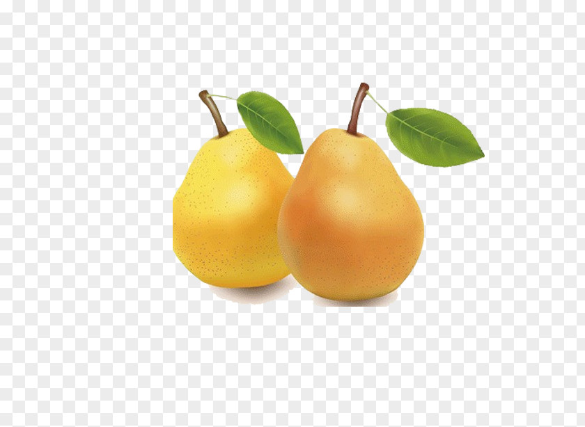 Fresh Pear Fruit Download Clip Art PNG
