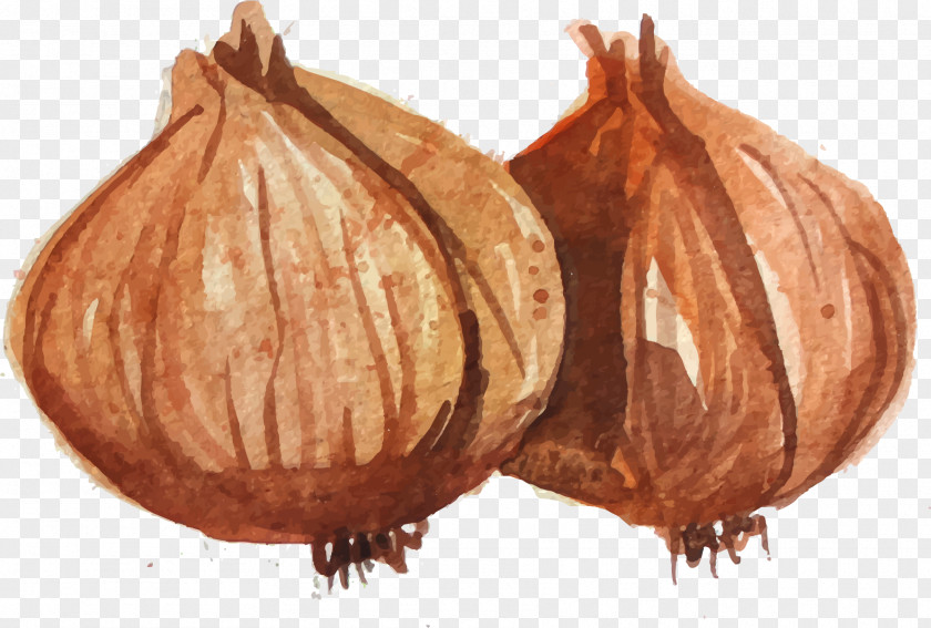 Hand-painted Realistic Vegetables Onion Food PNG