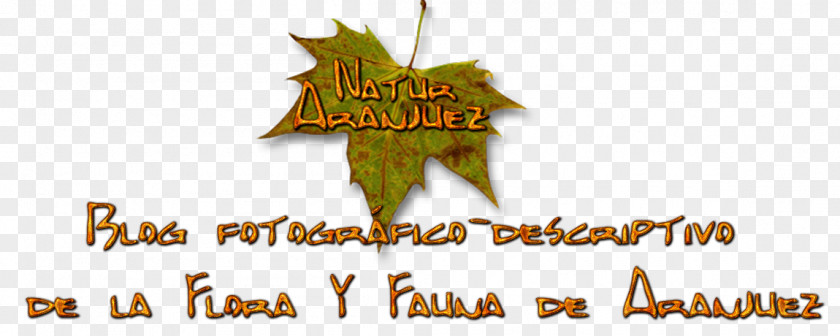 Hemerocallis Fulva Logo Tree Brand Font PNG