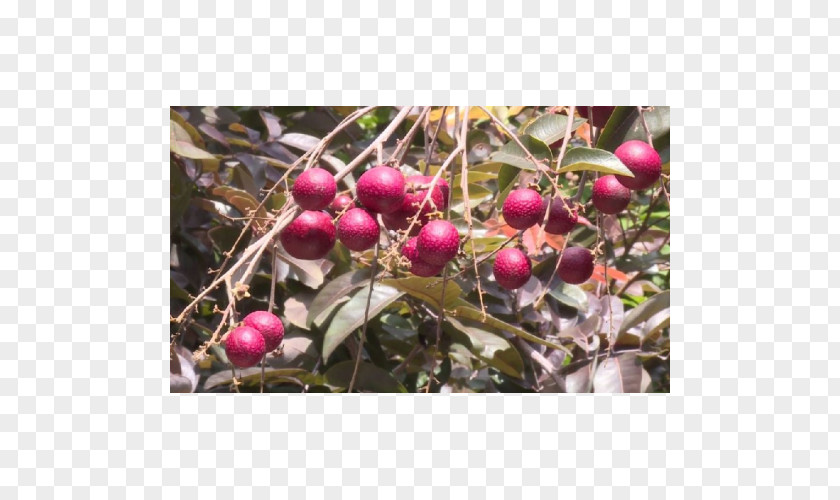 Rempah Longan Benih Crop Fruit Tree PNG