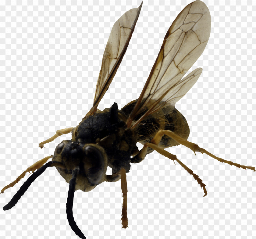 Bee Image Western Honey Insect Hornet Wasp PNG
