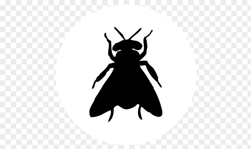 Bee Pest Control Wasp Millipedes PNG