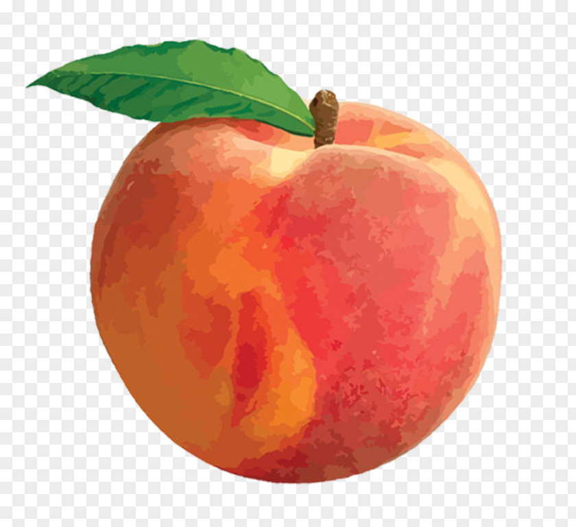 Peach Clip Art PNG