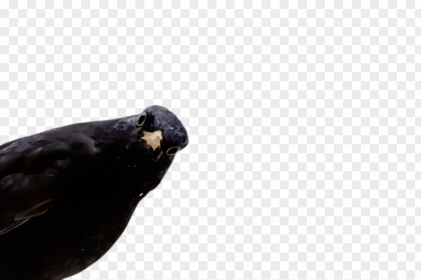 Perching Bird Raven Beak Blackbird Crow Crow-like PNG