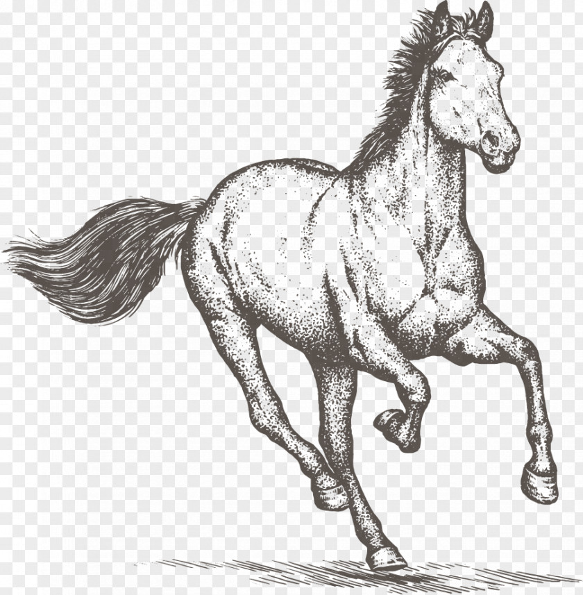 Reclaimed Land Horse Equestrian Drawing Clip Art PNG