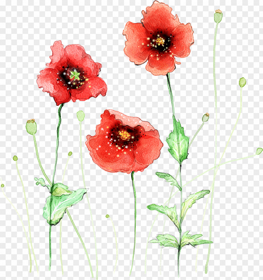 The Japanese Are Small And Fresh Common Poppy Flower Watercolor Painting PNG
