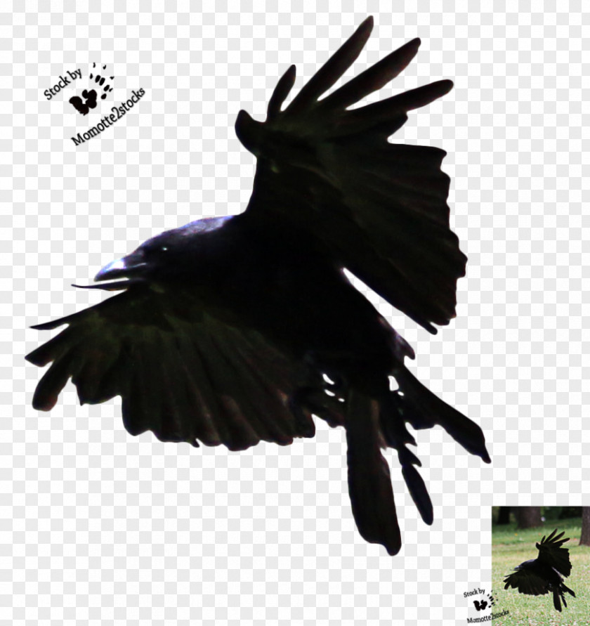 Bird American Crow Flight Common Raven PNG