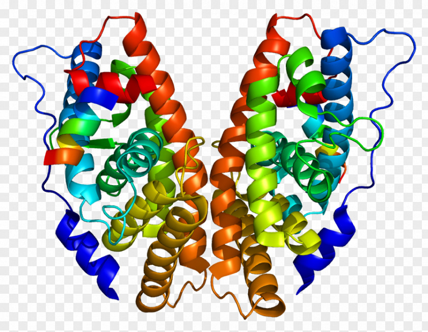 Estrogen-related Receptor Gamma Estrogen Bisphenol A PNG