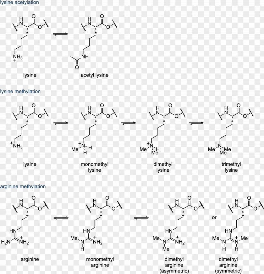Histone Acetylation And Deacetylation Methylation PNG