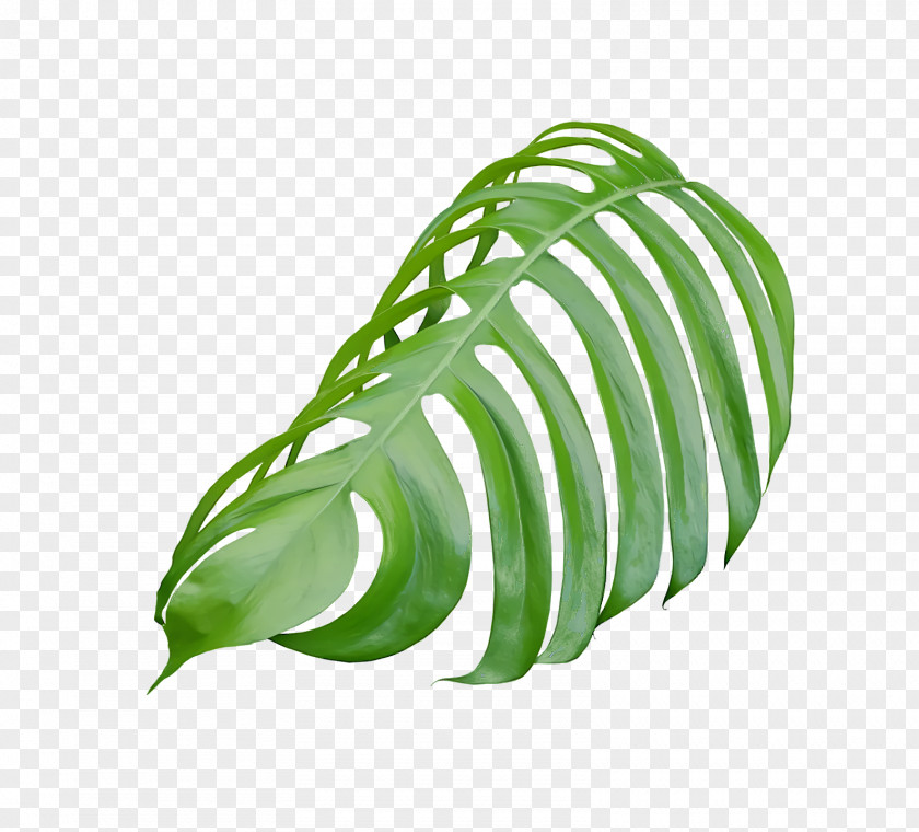 Leaf Microsoft Powerpoint Google Slides Presentation Keynote PNG