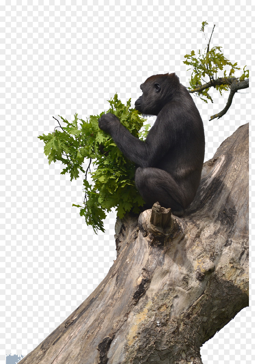 Orangutan Chimpanzee Western Lowland Gorilla Primate Mountain PNG