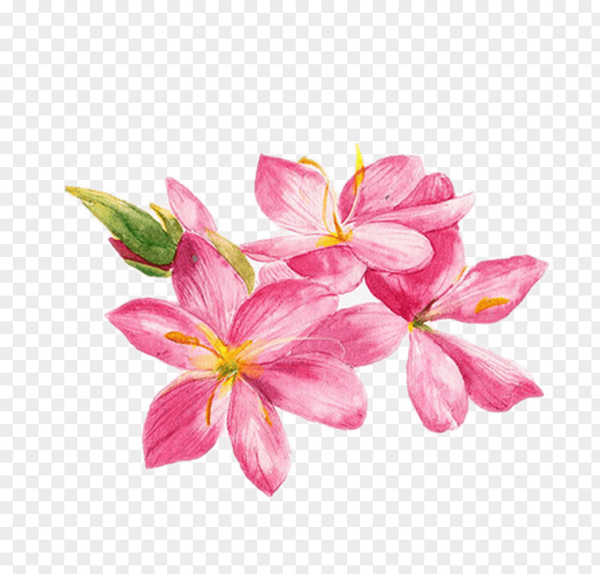 Watercolor Painting Watercolor: Flowers Drawing Illustration PNG