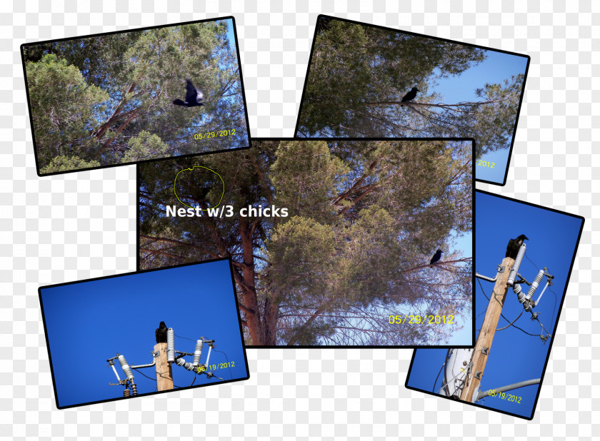 Chick Nest Picture Frames Collage PNG