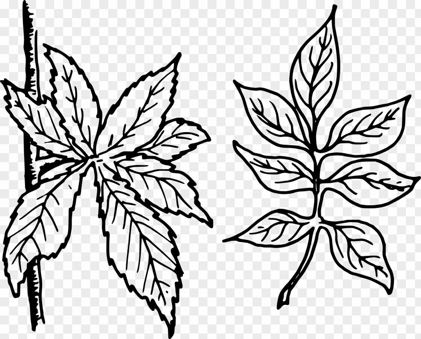 Leaves And Leaf Pinnation Petiole Clip Art PNG
