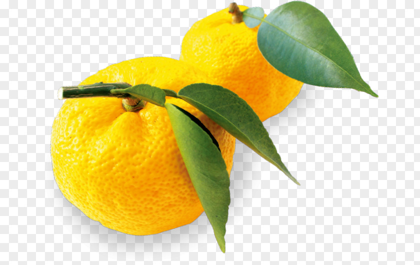 Lemon Clementine Mandarin Orange Citron Rangpur PNG