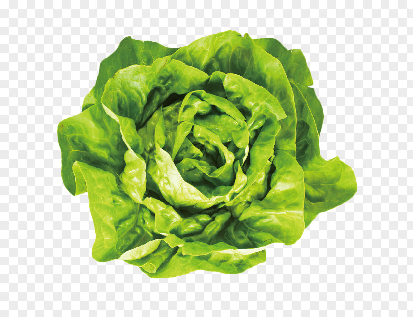 Lettuce Smoothie Iceberg Butterhead Romaine Leaf Vegetable PNG