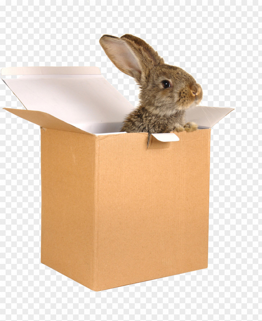 Small Brown Rabbit Box Domestic European Paper Hare PNG